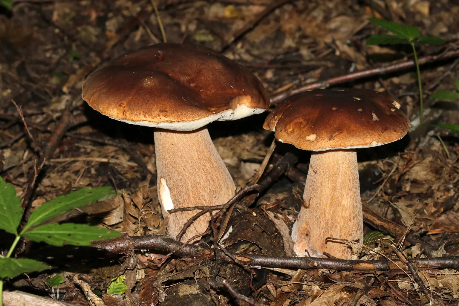 Dos ceps d’estiu de barret bru i peu reticulat sobre la fullaraca