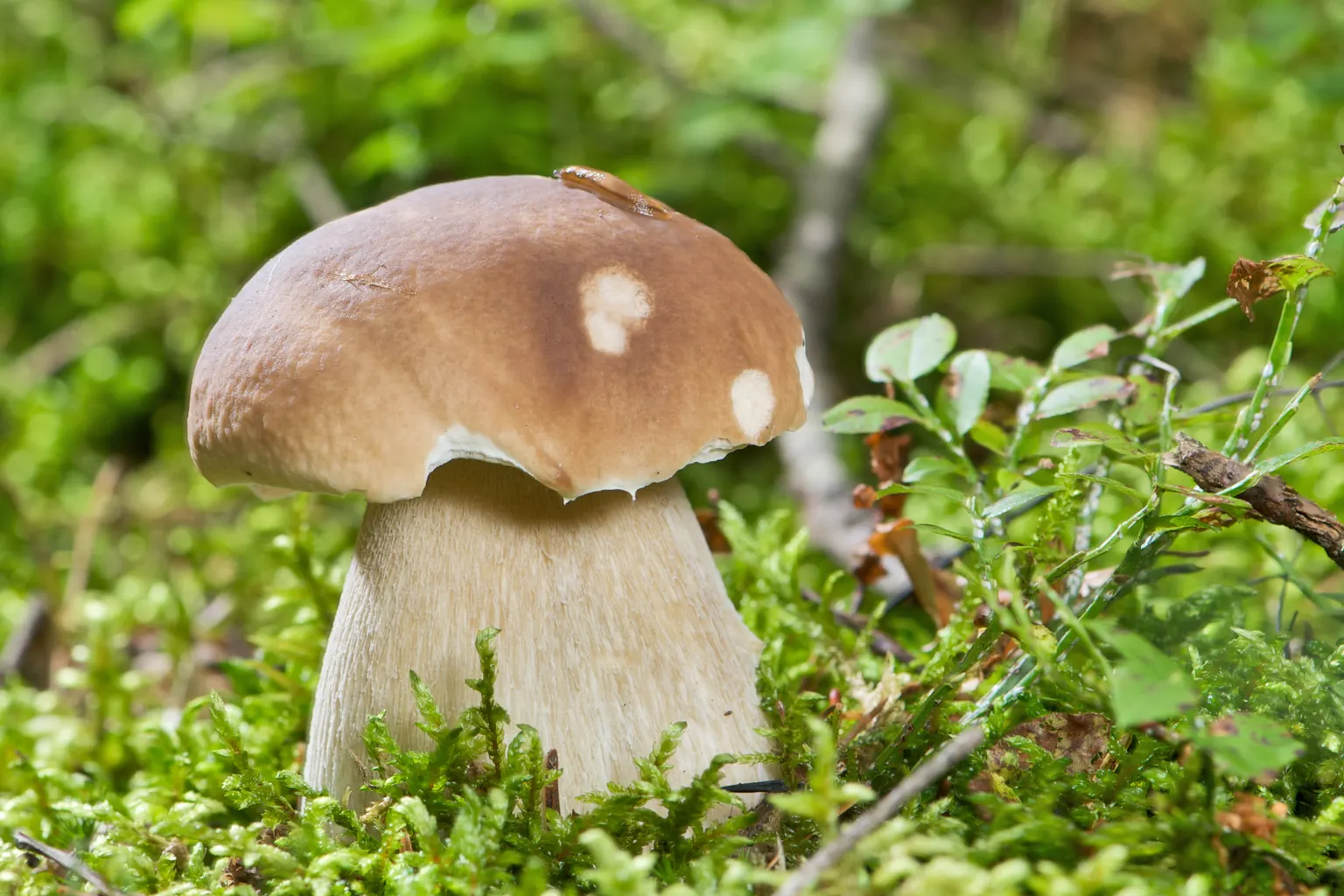 Cep de barret bru i peu ventrut entre la molsa