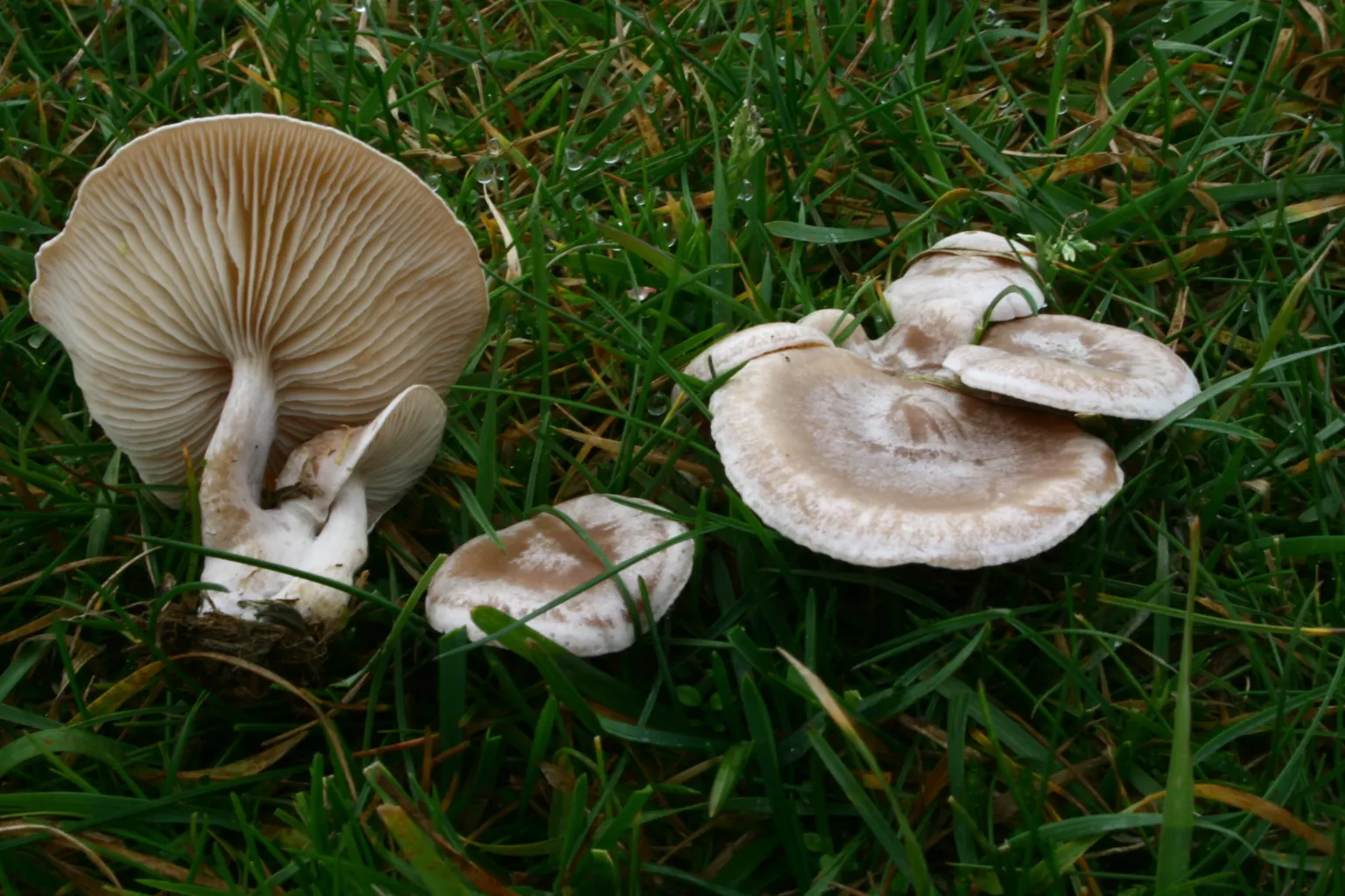 Clitocybe rivulosa blanquinosos a l’herba, un girat amb les làmines