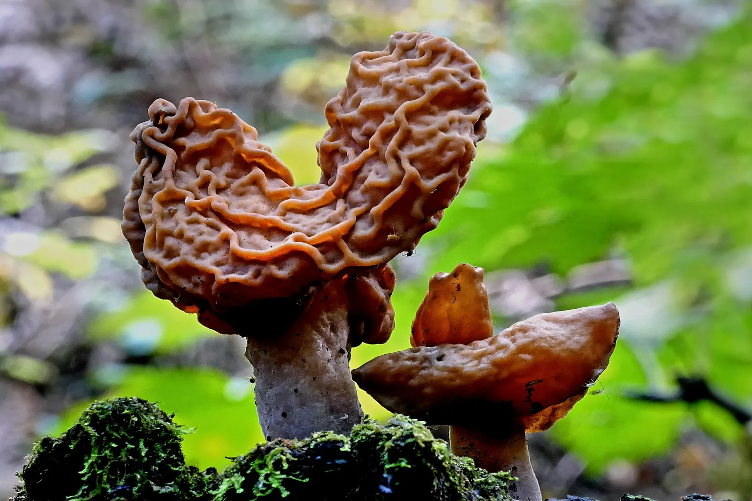 Gyromitra esculenta de barret bru i cerebriforme