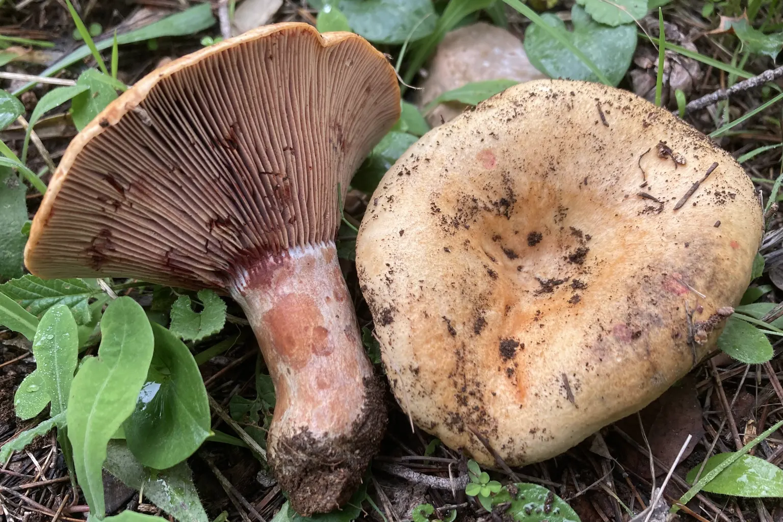 Rovellons, un girat amb les làmines i el peu de color vinós