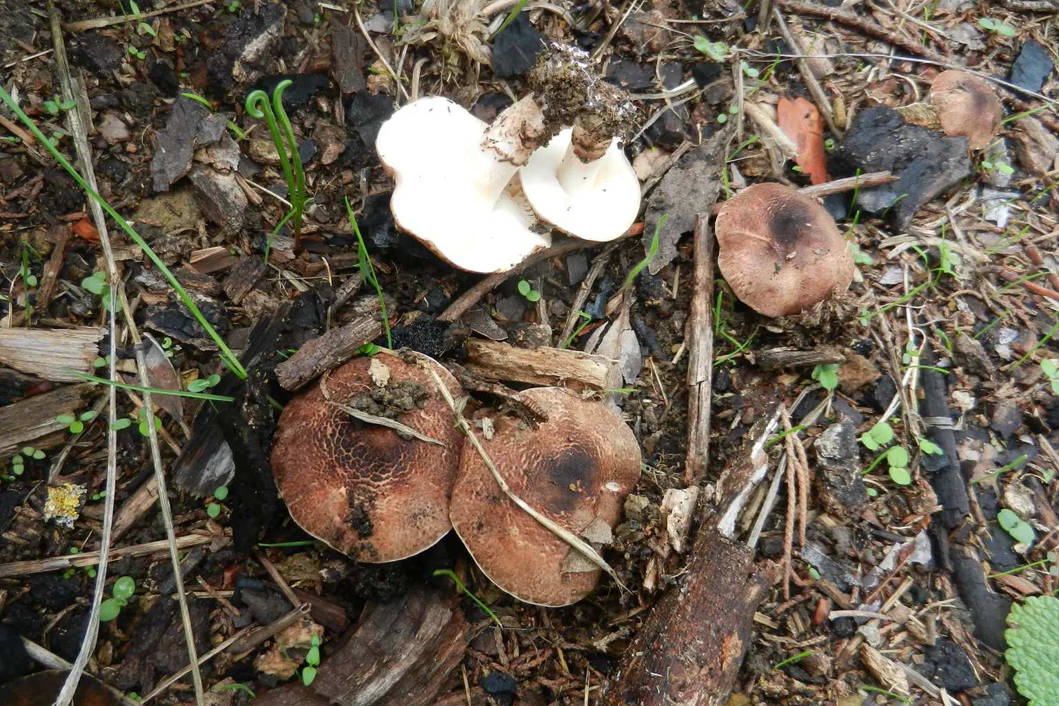 Lepiota brunneoincarnata de barret amb escates bru rosades