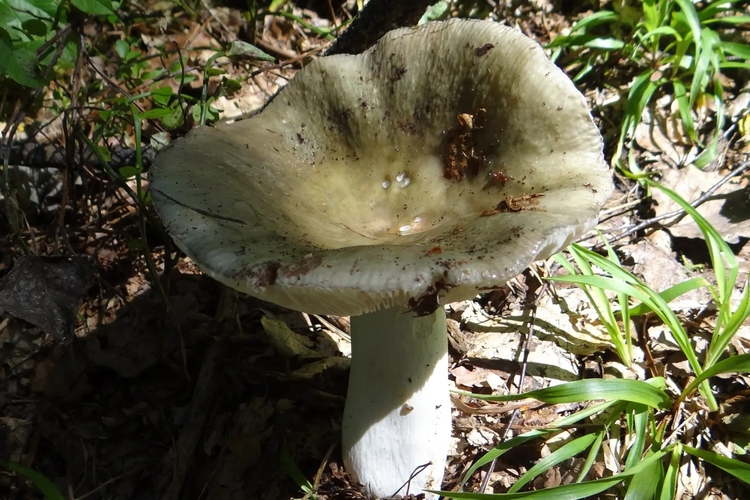 Russula heterophylla de barret verd grisós