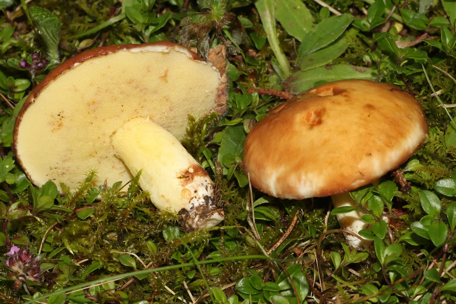 Dos Suillus granulatus de barret bru ataronjat