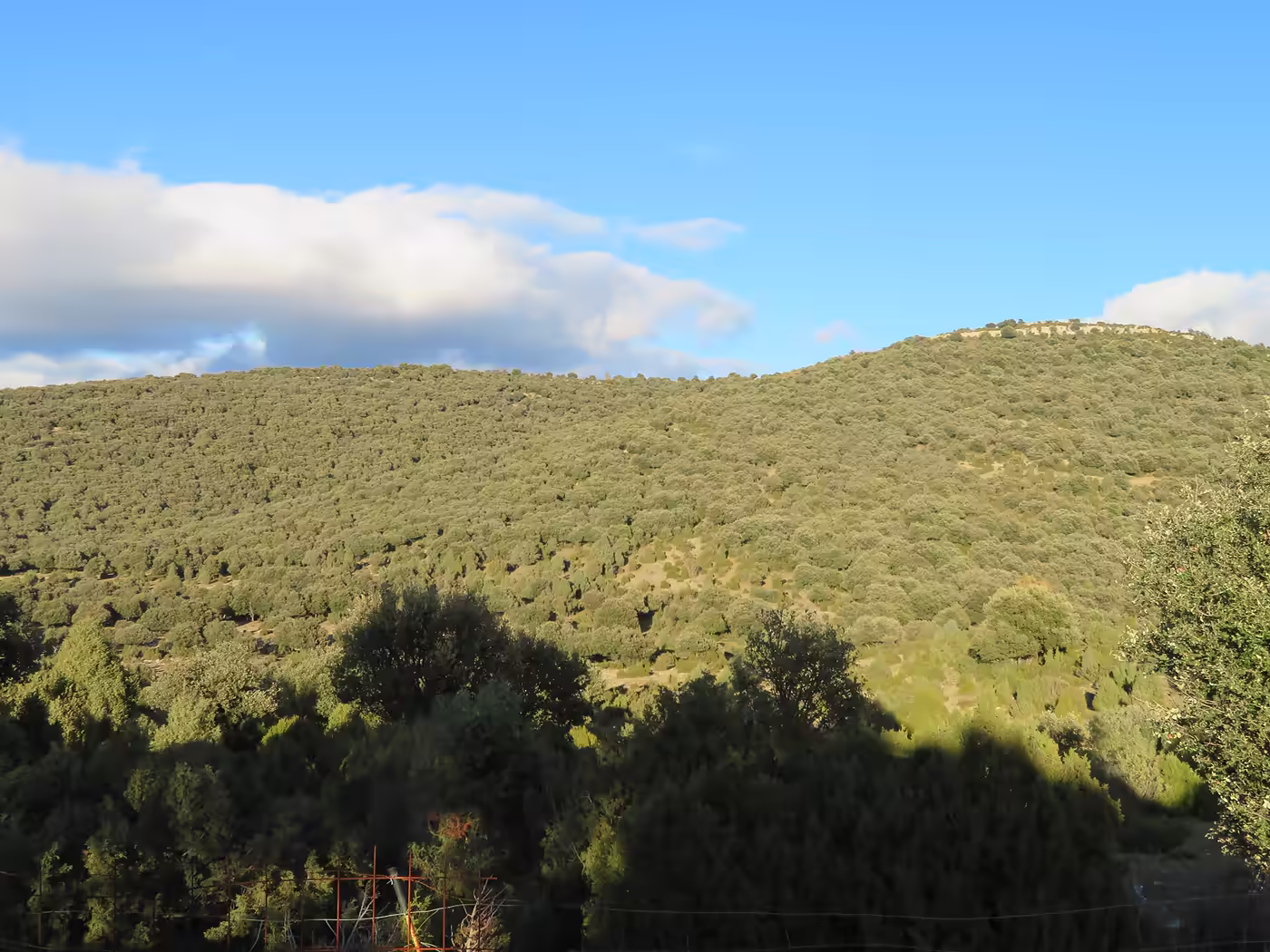 Vessant cobert d’alzinar dens als Ports de Morella