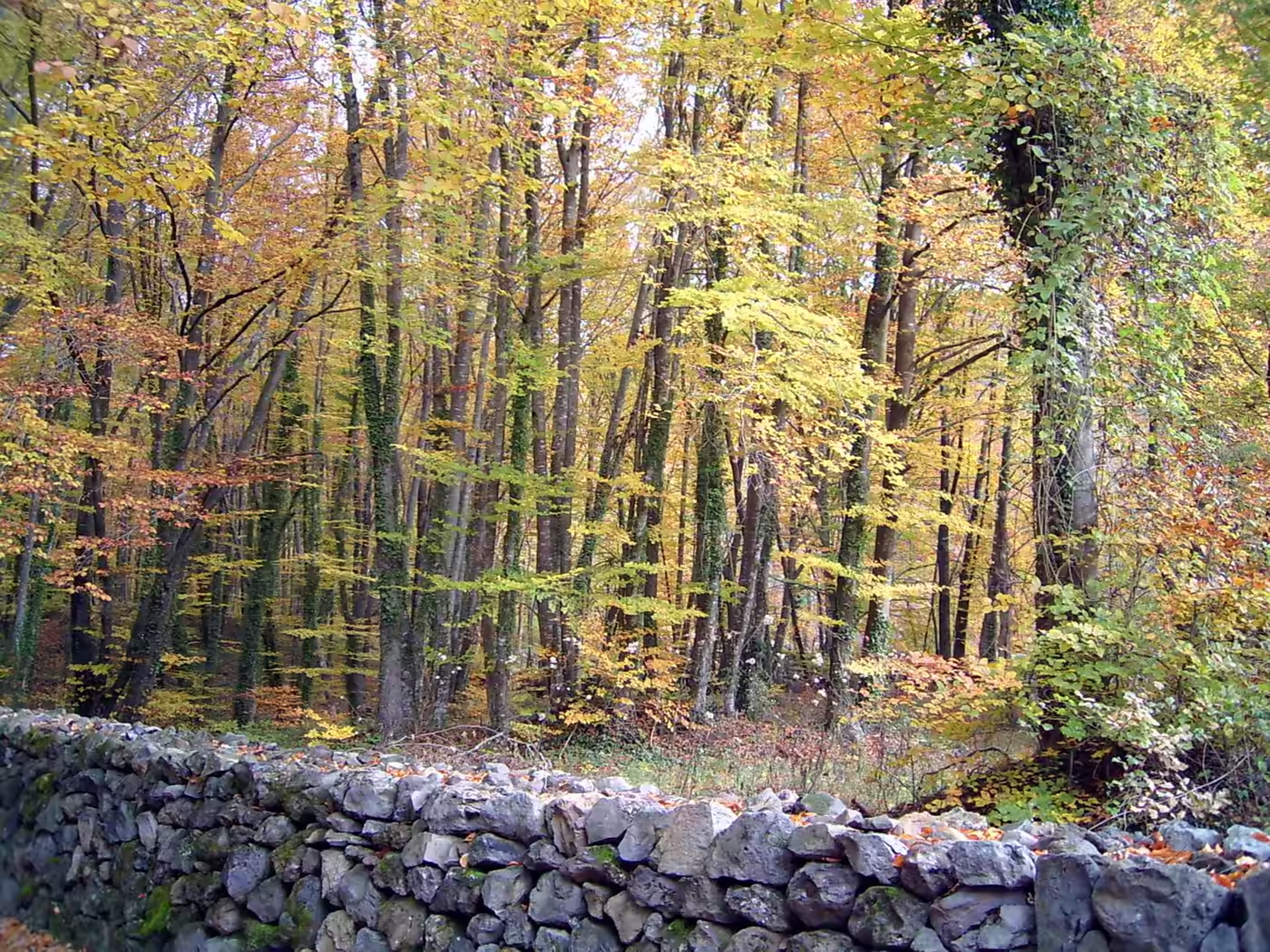 Fageda d’en Jordà a la tardor, amb faigs de fulles grogues