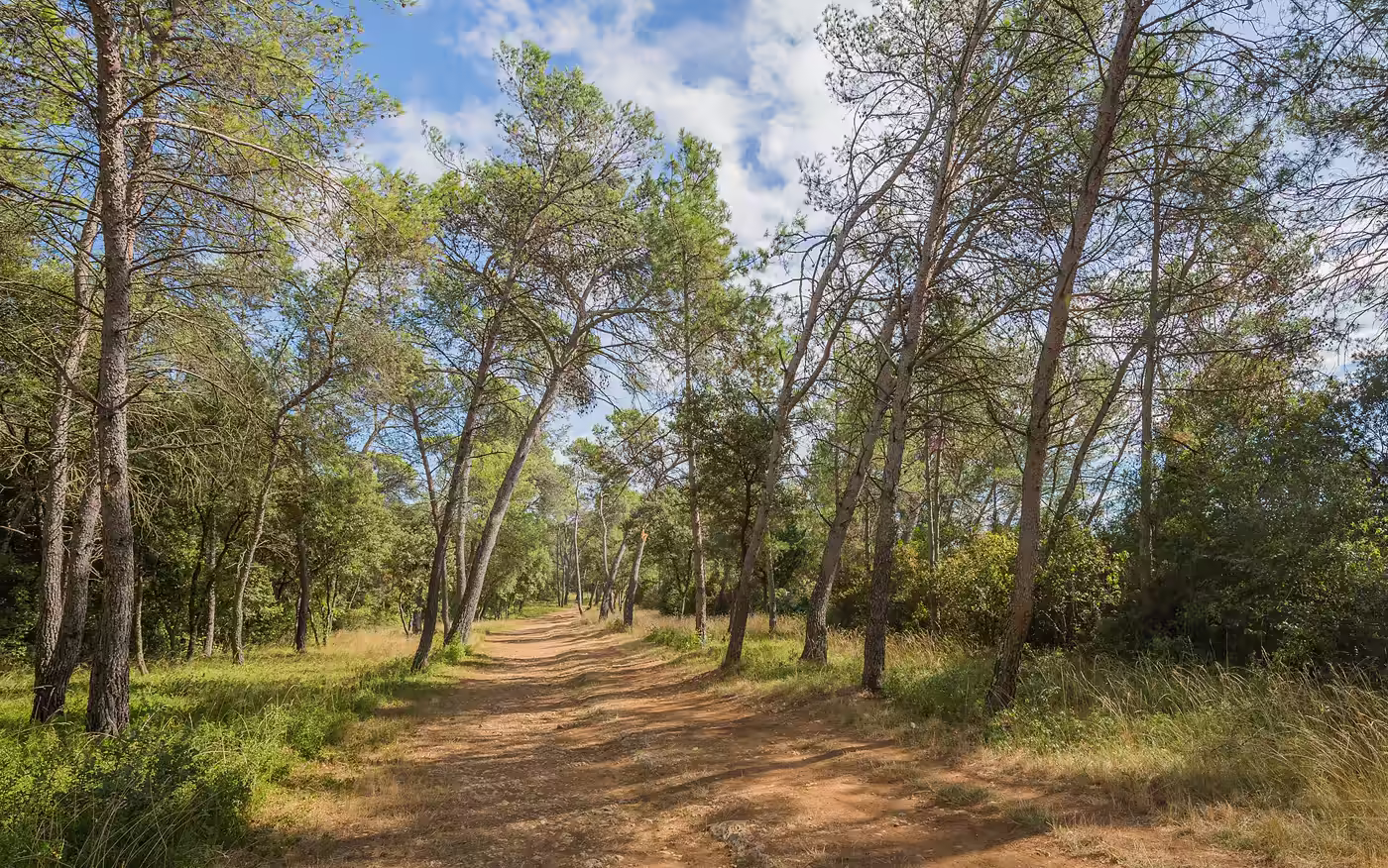 Pineda de pi blanc amb un camí de terra