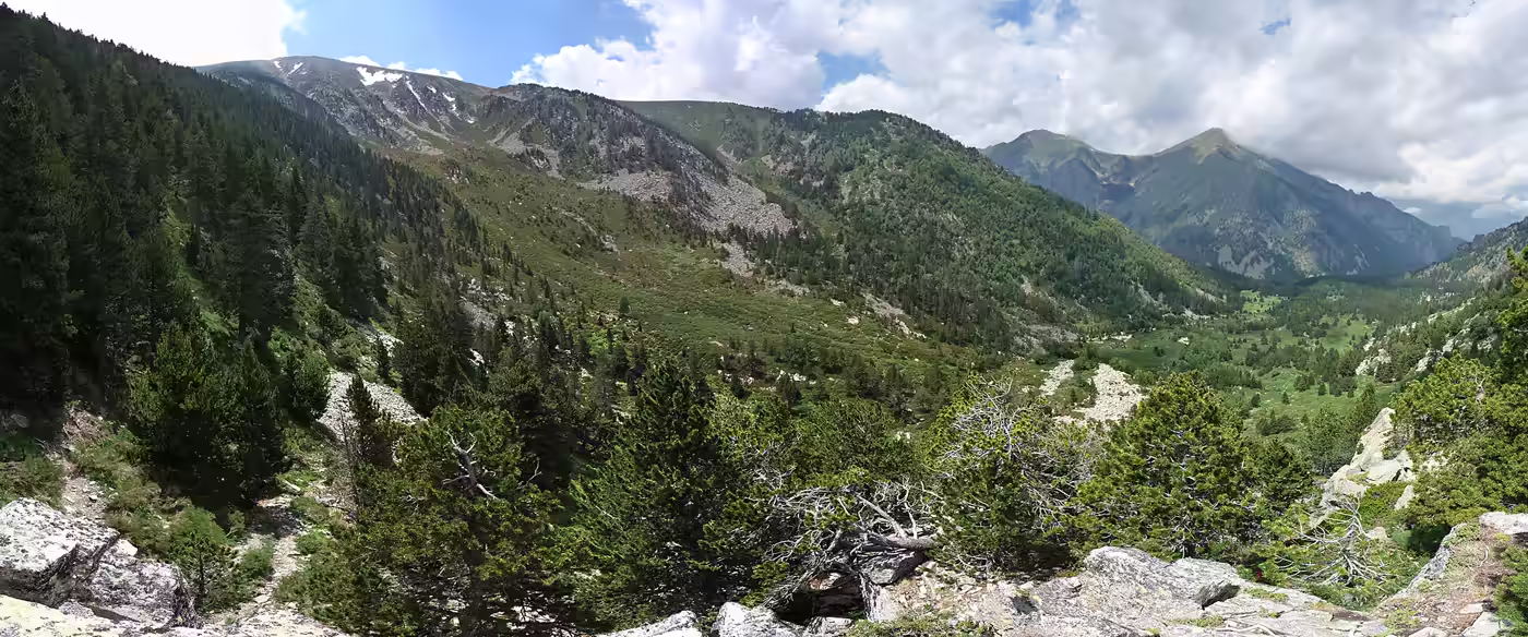 Vessant del Pirineu amb pi negre al coll de Pal