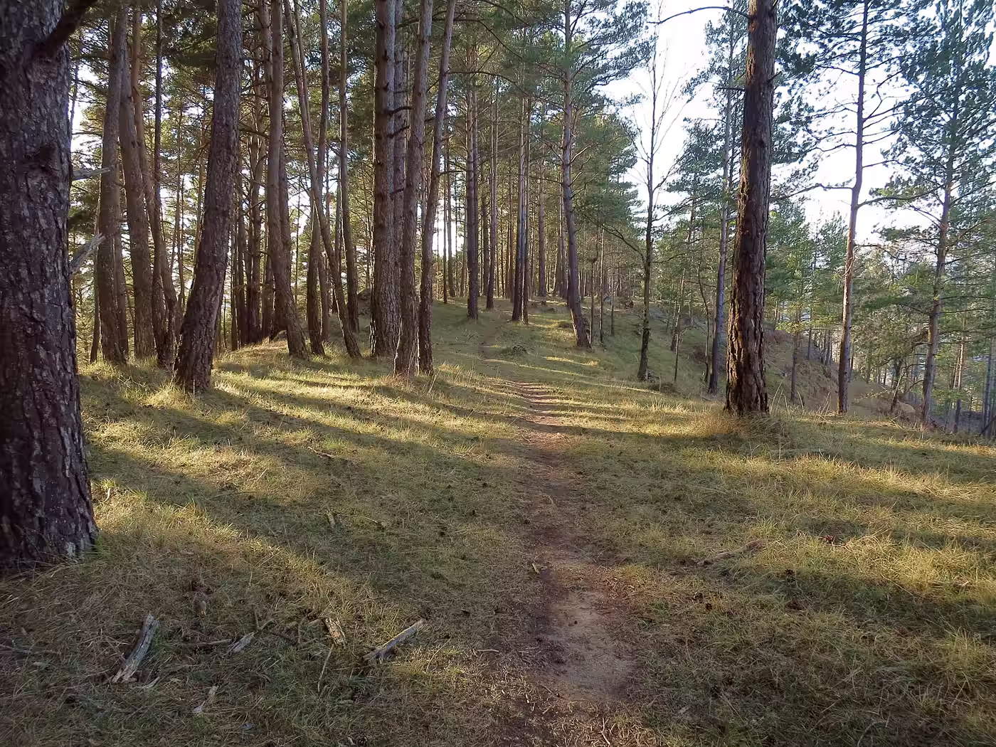 Camí dins d’una pineda de pi roig a prop de Ripoll, amb troncs alts i rogencs