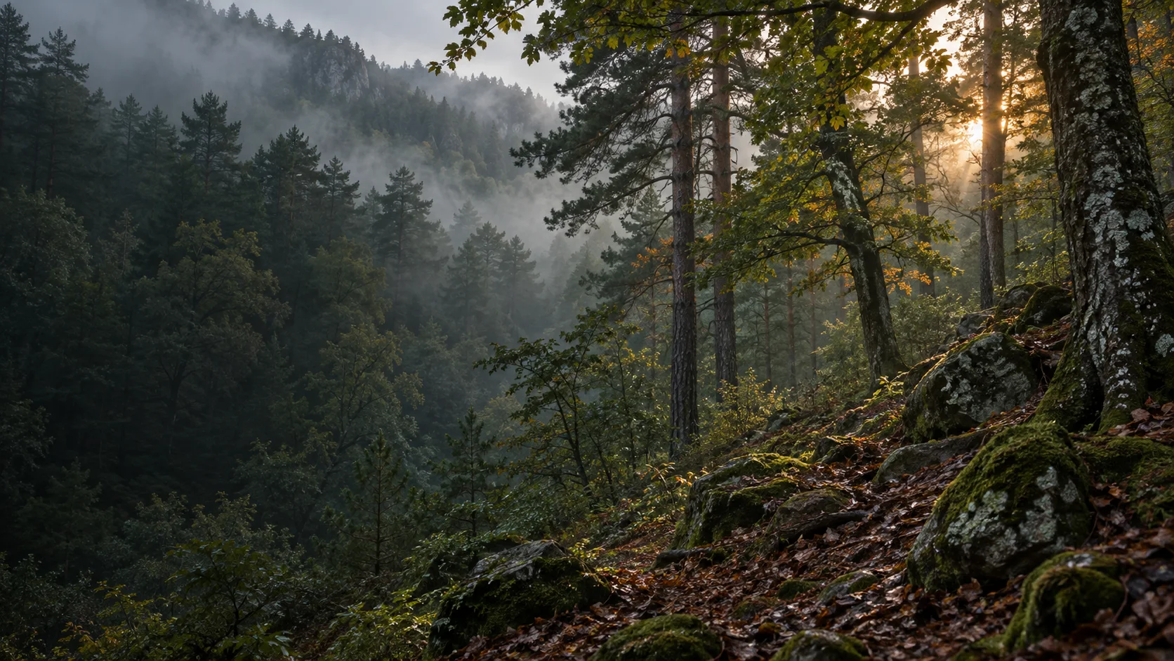 Bosc de muntanya amb pinedes i arbres caducifolis entre la boira